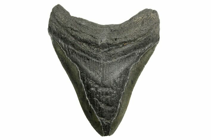 Bargain, Fossil Megalodon Tooth - South Carolina #362440